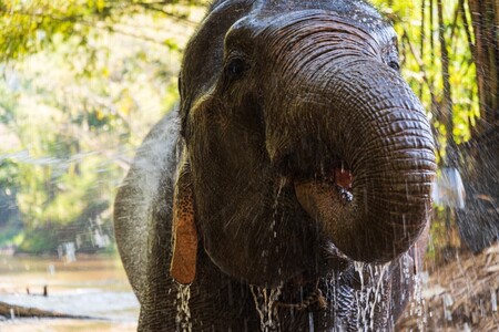 Half day Elephant care