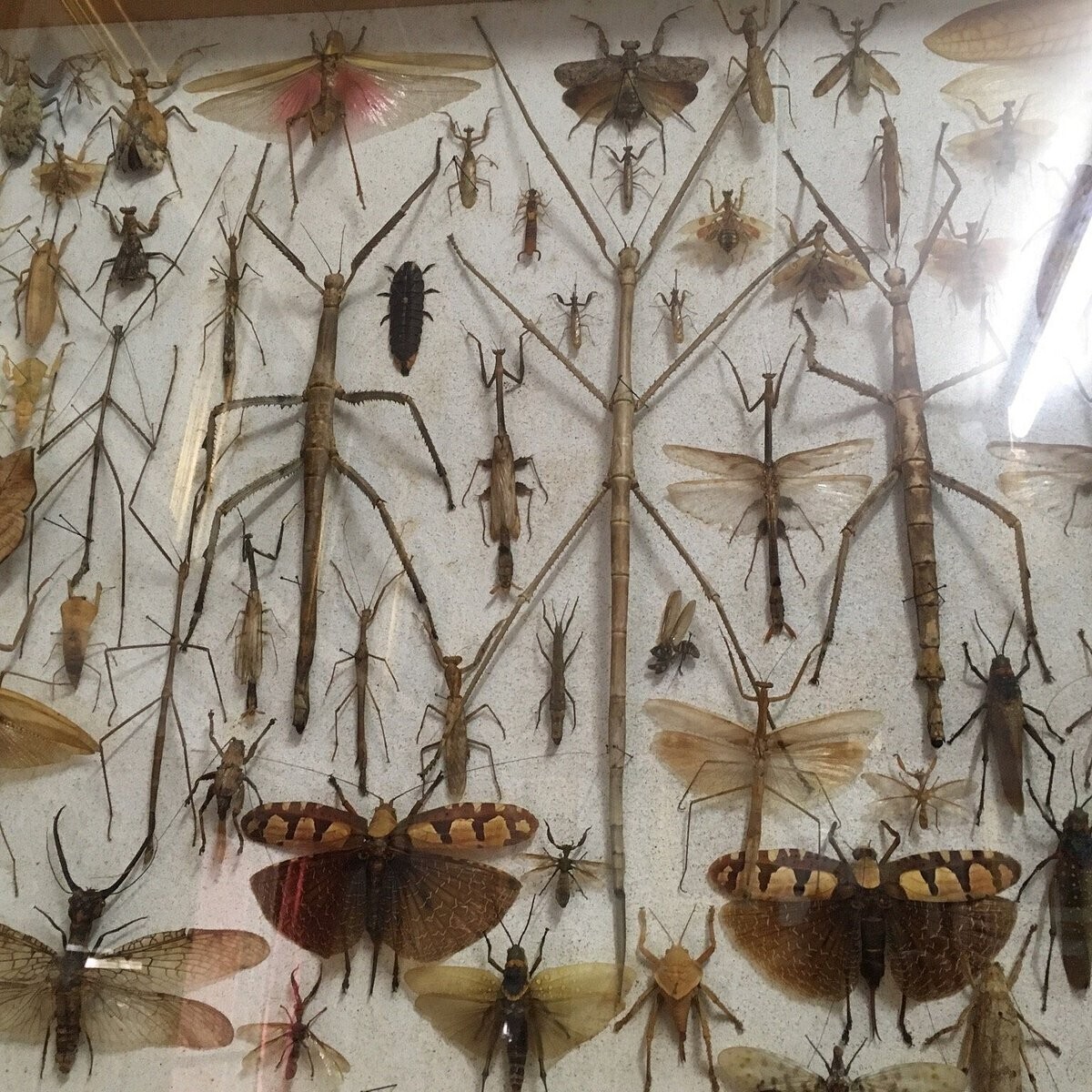 Museum of World Insects and Natural Wonders